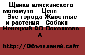 Щенки аляскинского маламута  › Цена ­ 15 000 - Все города Животные и растения » Собаки   . Ненецкий АО,Осколково д.